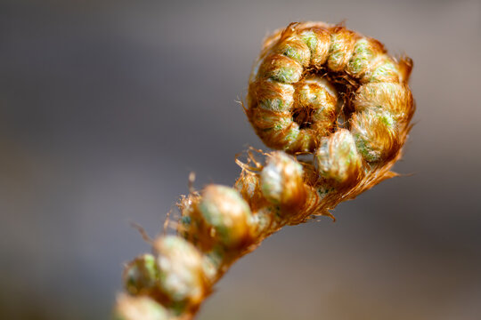 Soft shield fern (Polystichum setiferum) an evergreen fern. Unrolling hairy sprout symbolizing strength and power. Macro close up in a botanical garden in Germany with bright sunlight in springtime.