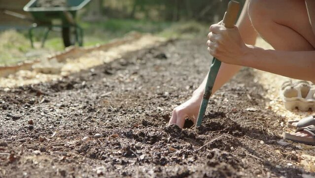 Caucasian woman in summer wear use tool to make holes to plant seed potatoes