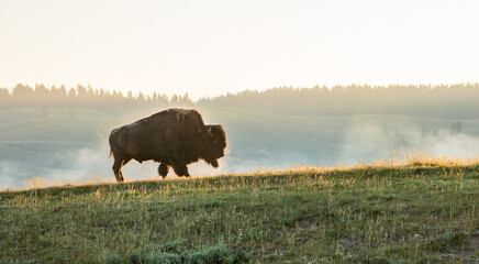 Bison Walks Across Gold Highlighted Hill Side In Hayden Valley