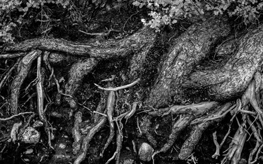 Black And White Exposed Roots Along Creek Edge