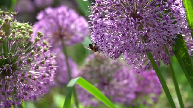 Une abeille butine sur une fleur allium, 480fps ralenti X8/59,94fps