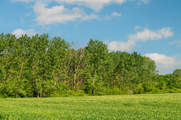 Spring rural landscape, green wheat field, dense forest and blue sky with white clouds in the background.