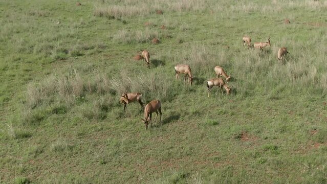 Drone view of Nyala antelopes grazing on a field in Africa