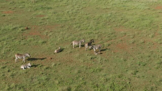 Aerial of a herd of zebras resting in the green field in Savannah on a sunny day