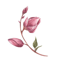 Magnolia flower and branches. Line borders, laurels and text divider. Watercolor illustration.