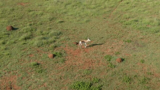 Aerial of a Springbok (Antidorcas marsupialis) standing alone in the green field