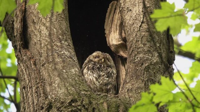 Tawny or Brown Owl (Strix aluco). Fieldfare thrushes attack an owl sitting in a hollow. They try to drive her off the territory by dousing her with their feces