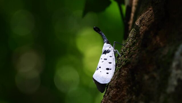 The Lanternflies or Pyrops clavatus rare insect in Thailand and Southeast-Asia.
