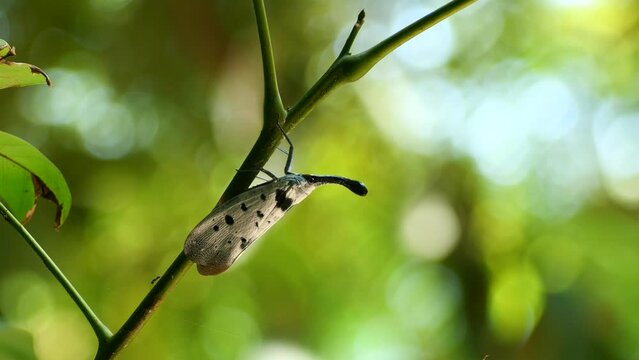 The Lanternflies or Pyrops clavatus rare insect in Thailand and Southeast-Asia.