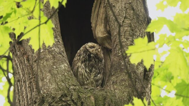 Tawny or Brown Owl (Strix aluco). Owl sits in the hollow of an old tree, anxiously looks around, in fear of an attack by Fieldfare Thrushes