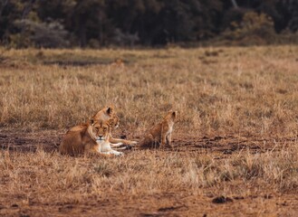 Beautiful view of lions in the wild.