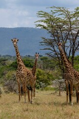Vertical shot of Masai giraffes in the Masai Mara national reserve in Kenya.