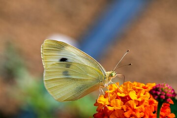 Closeup shot of a butterfly standing on the colorful flower