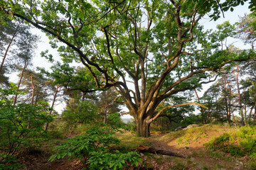 Fototapeta premium Sessile Oak 'Bouquet de la reine Amélie' in the Fontainebleau forest