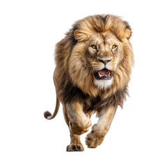 Fototapeta na wymiar A majestic Lion running transparent background
