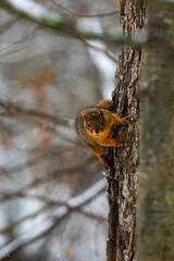 Vertical closeup of a fox squirrel (Sciurus niger) on the trunk of a tree against blurred background