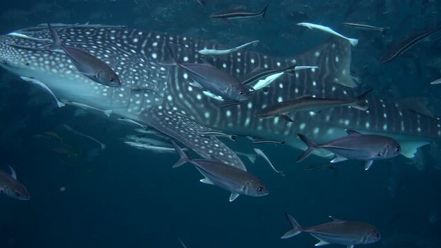 Close up scene of a Whale Shark - passes through the frame - followed by many Mackrel fish - Under water film from Thailand
