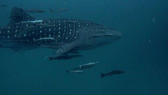 Close up scene of a Whale Shark - passes through the frame - followed by many Mackrel fish - from left to right - Under water film from Thailand