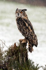 Vertical shot of a European Long Eared Eagle Owl perched on wood in a snowy forest