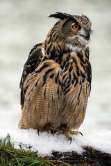Vertical shot of a European Long Eared Eagle Owl perched on wood in a snowy forest