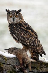 Vertical shot of a European Long Eared Eagle Owl perched on wood with prey in its talons