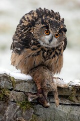 Vertical shot of a European Long Eared Eagle Owl perched on wood with prey in its talons