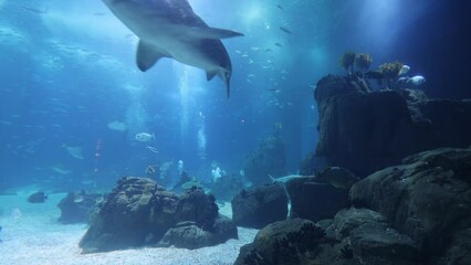 Underwater aquarium scene with fish