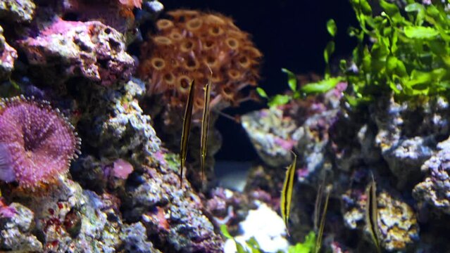 Underwater aquarium scene with fish