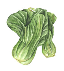 Watercolor painting of bok choy. Chinese cabbage. Vegetables illustration.