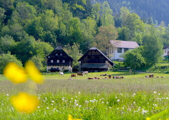 Kühe vor einem traditionellen Hof in Kärnten