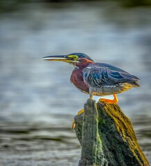 Closeup of a green heron, butorides virescens with a long beak against a blurred background