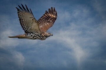 Closeup of a Red-tailed hawk, Buteo jamaicensis flying high in the cloudy sky with its large wings