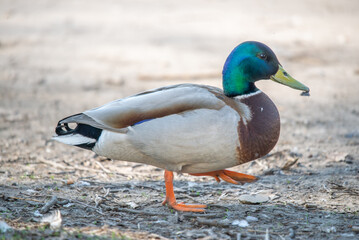 Obraz premium Male mallard duck Anas platyrhynchos