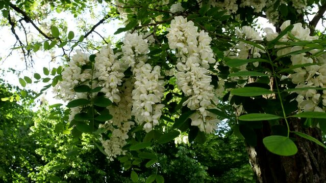 White flowers blossomed on the branches of an acacia tree