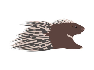 Animal illustration. Cape porcupine drawn in a flat style. Isolated object on a white background. Vector 10 EPS