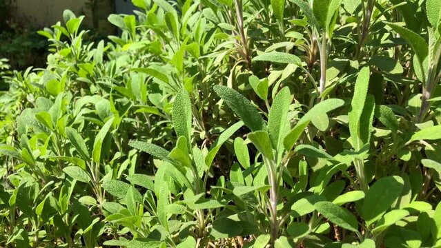 Sage medicinal plant and spice with leaves and camera drive