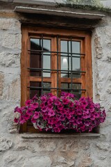 Fototapeta na wymiar Wooden window with Surfinia flowers on an old stone building with stone wall