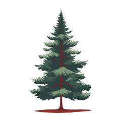 A Conifer Tree Isolated on White Background