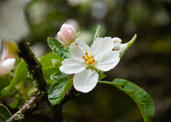 Obraz premium white apple blossoms in drops after rain