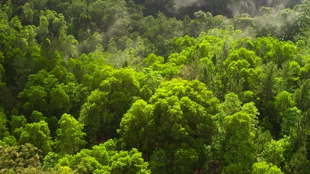 Aerial view of Fresh green foliage, tropical plants and trees covers mountains and ravine. Sri Lanka.