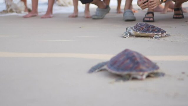 Release the beach turtle. Baby sea turtle newborn sand beach leaves footprints walking sea.
