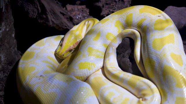 Close up albino boa constrictor snake's skin with yellow color.