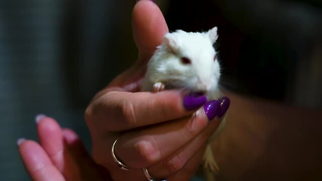 Mongolian gerbil in a woman's hands