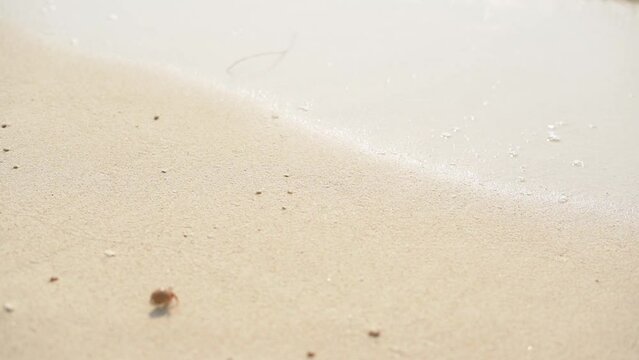 hermit crab in a beautiful white shell on a sandy beach in the Hawaii.