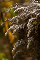 Vertical shot of a bush with tiny white flowers like snowflakes