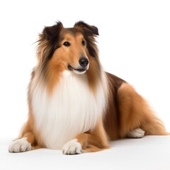 Collie dog isolated on white background. Generative AI