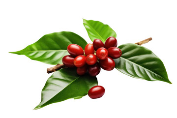 Fototapeta Red coffee beans and leaves tree branch isolated on transparent, PNG, Generative AI obraz