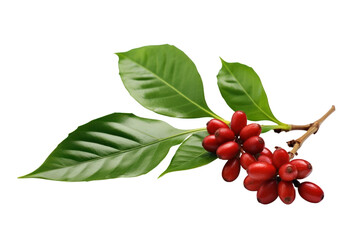 Branch of red coffee beans and leaves isolated on transparent, PNG, Generative AI