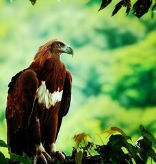Obraz premium Philippine Eagle 