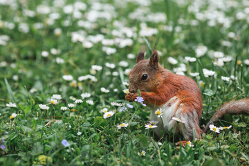Summer. Portrait of a fluffy red squirrel with a nut in its paws on the green grass surrounded by daisies. Squirrels in the Tsaritsyno City Park. Feeding animals.